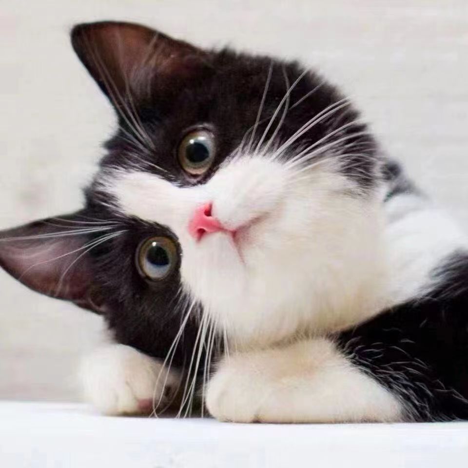 活物中华田园猫猫咪幼崽小奶猫橘猫橘白狸猫黑猫猫咪真猫宠物猫咪